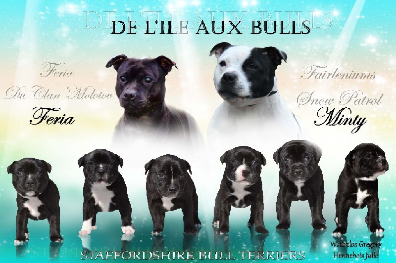 De L'ile Aux Bulls - Staffordshire Bull Terrier - Portée née le 19/03/2015