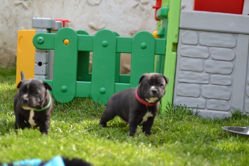 la vie des chiots à la maison