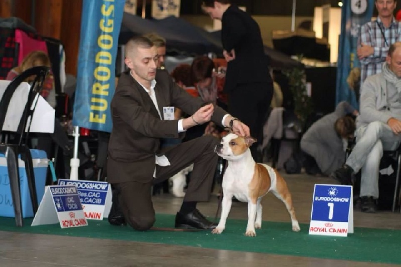 exposition canine